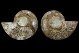 Daisy Flower Ammonite (Choffaticeras)- Madagascar #111311-1